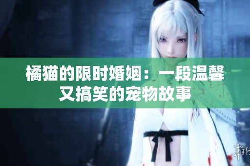 橘猫的限时婚姻：一段温馨又搞笑的宠物故事